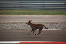 Stray dog in India