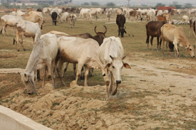 cows indian grand prix 2011
